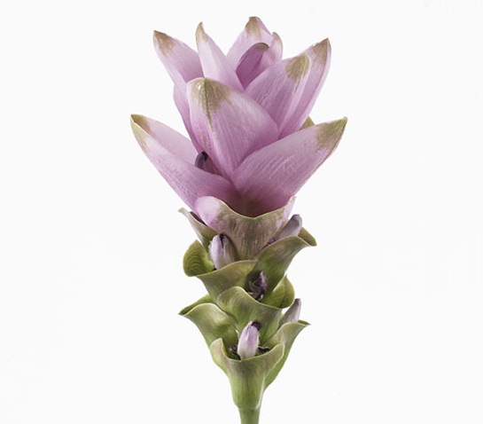 CURCUMA ROSE